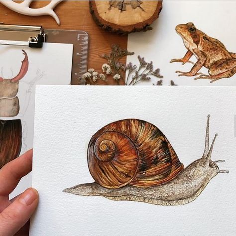 Watercolor Snails, Snail Sketch, Snail Aesthetic Art, Witchy Sleeve, Watercolor Snail Paintings, Snail Watercolor, Snail Drawing Color, Snail Artwork, Snail Painting