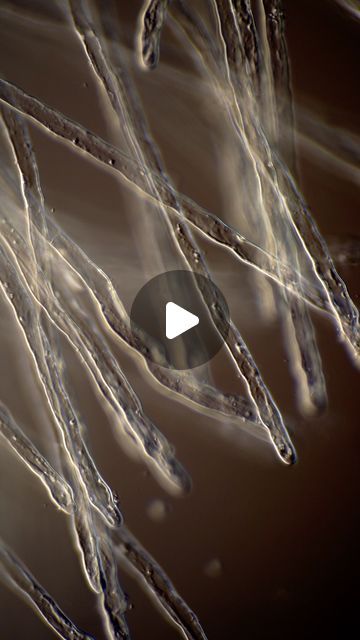 Wim van Egmond on Instagram: "After I made the recent plant root hair time-lapse I put the root hairs under the microscope to show the protoplasmic streaming in the root hairs of cornflower. Done a 25X objective and dic. The resemblance to fungal hypha is striking. Not that strange because the function is similar. The whole video can be seen on my vimeo channel: https://vimeo.com/channels/1184001" Hair Under Microscope, Under The Microscope, Plant Roots, Time Lapse, Paint, Van, Plants, Hair, Instagram