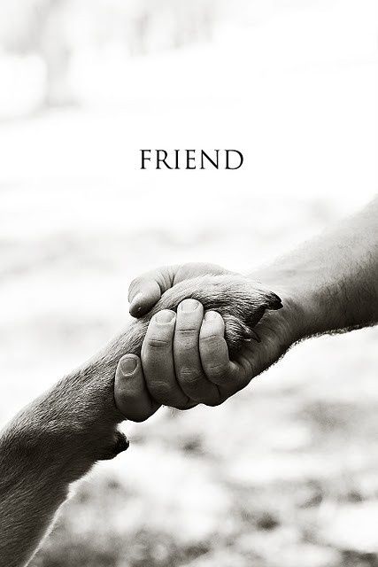 A paw and a hand = LOVE Dog Quotes Love, Love My Dog, Memes Humor, Dog Photography, True Friends, Dog Quotes, Mans Best Friend, Animals Friends, I Love Dogs