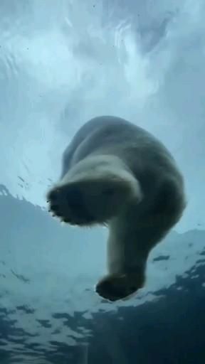 Polar Bear Images, Beauty Place, Spiritual Animal, Big Animals, Under Water, Polar Bears, Cute Wild Animals, Ocean Creatures, Sweet Animals