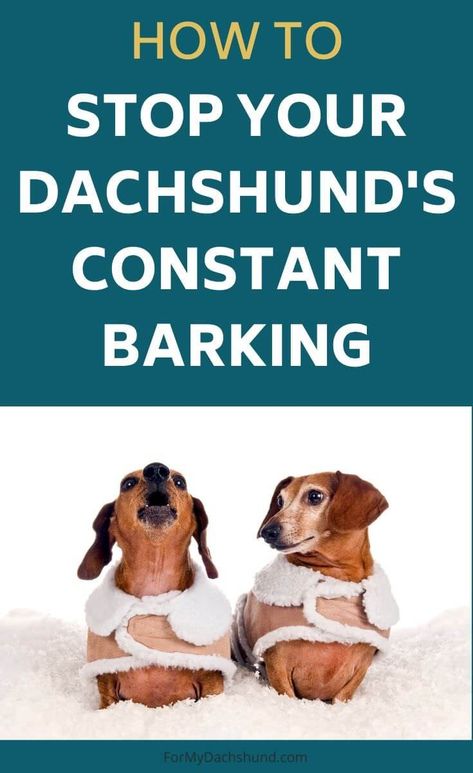 Dachshund Personality, Dachshund Facts, Dachshund Puppy Training, Tolerate It, Don't Disturb, Dachshund Training, Dachshund Breed, Dachshund Puppies For Sale, Dachshund Puppy Miniature