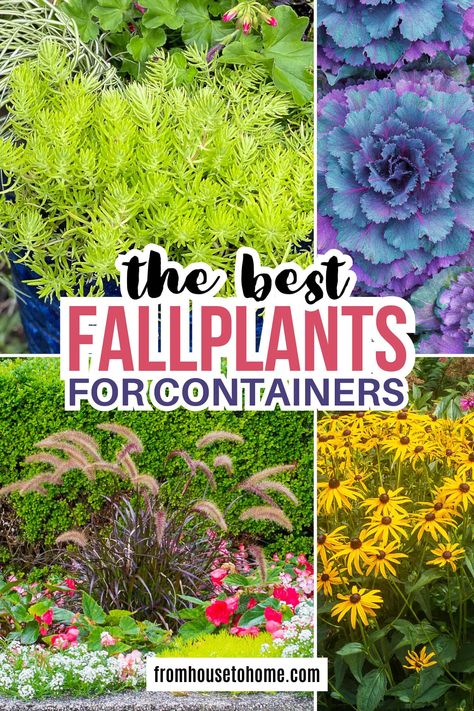 The Best Fall Plants For Containers | Gardens Fall Shade Containers, Fall Planting Perennials, Autumn Planters, Plants For Containers, Fall Container Plants, Liriope Muscari, Container Garden Ideas, Fall Container Gardens, Spring Planter