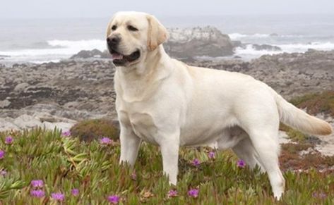 American Labrador, Loyal Dog Breeds, English Labrador, Yellow Labrador Retriever, Popular Dog Breeds, Most Popular Dog Breeds, Labrador Retriever Puppies, Loyal Dogs, Yellow Labrador