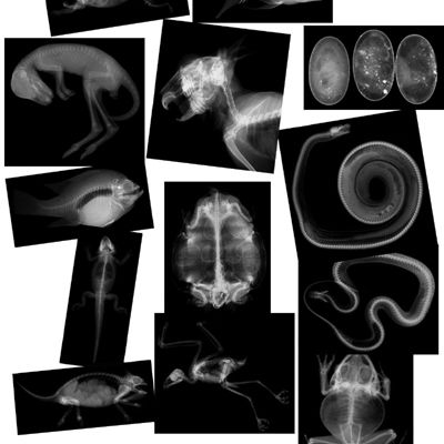 Animal x-rays - decent price... use as teen passive program. guess animal, get small prize or be entered to win larger prize Animal Crossing Movie, Mammals Activities, Skeleton System, Passive Programs, Teen Programs, Library Activities, X Rays, Summer Reading Program, Montessori Materials