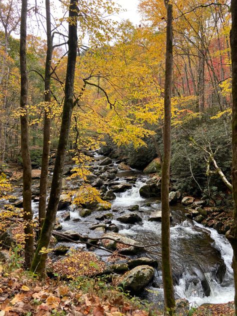 Beautiful fall trees by the creek on a autumn hike in Tennesee. Fall Creek Falls, Fall Creek Falls State Park, Upstate New York Fall Foliage, Brandywine Falls, Falls Creek, Fall Hiking, Autumn Trees, Tennessee, Holiday Season