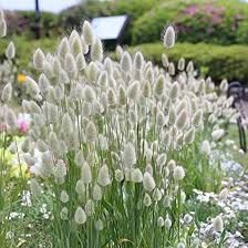 A Guide to Growing and Caring for Bunny Tails Grass (Lagurus Ovatus) Garden Tool Holder, Ornamental Grass, Bunny Tails, Bunny Tail, Grass Seed, Organic Seeds, Garden Borders, Bulb Flowers, Ornamental Grasses