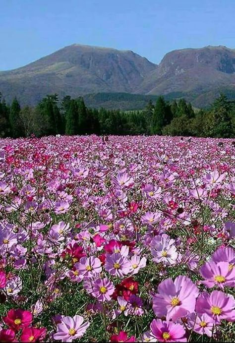 Field of cosmos .....Cape Meadow Garden, Cosmos Flowers, Oita, Flowers Nature, Flower Field, Nature Scenes, Amazing Flowers, Love Flowers, Amazing Nature