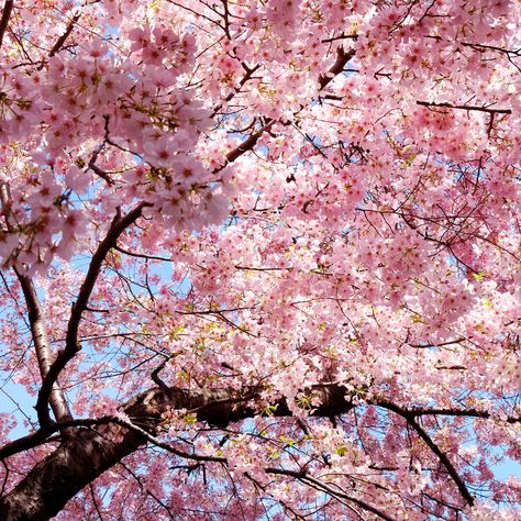 La fleur de cerisier, ou sakura, est la fleur des arbres du sous-genre Prunus Cerasus. « Sakura » fait généralement référence aux fleurs de cerisiers ornementaux, tels que les cultivars de Prunus serrulata, et non aux arbres cultivés pour leurs fruits. Sakura Wallpaper Iphone, Wallpaper Cherry Blossom, Wallpaper Iphone 11, Prunus Serrulata, Wallpaper Aesthetic Desktop, Sakura Wallpaper, Blossom Wallpaper, Cherry Blossom Wallpaper, Flower 3d