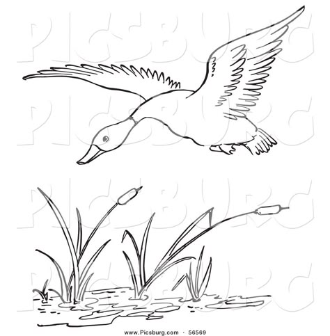 Printable Black and White Art | Clip Art of a Duck Flying over a Pond - Black and White Line Art by ... Duck Flying, Flying Duck, Wood Burning Stencils, Printable Black And White, Duck Drawing, Black And White Line Art, Parrots Art, White Line Art, Scroll Saw Patterns Free