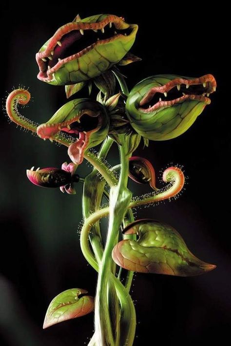 - Different Perceptions - Man Eating Plant, Venus Flytrap, Strange Flowers, Weird Plants, Fly Trap, Little Shop Of Horrors, Venus Fly Trap, Pitcher Plant, Unusual Plants