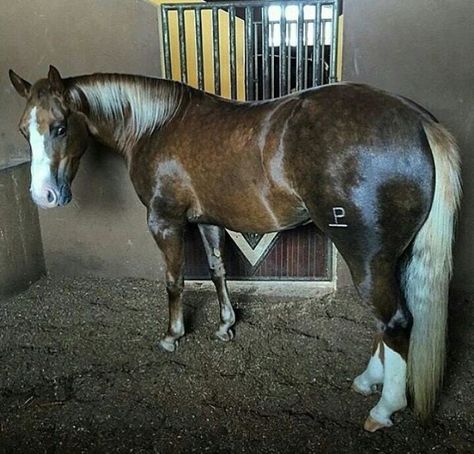 Chocolate Palomino, Aqha Stallion, Stunning Horses, Unusual Horse, Quarter Horse Stallion, Horse Markings, Horse Coat Colors, Elegant Horse, Palomino Horse