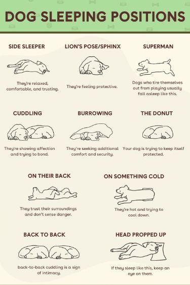 Dog Feelings Chart, Dog Positions Meaning, Dog Sleeping Positions Meaning, Cat Sleeping Positions Meaning, Dog Sleeping Positions, Puppy Development, True Connection, Dog Advice, Puppy Mom