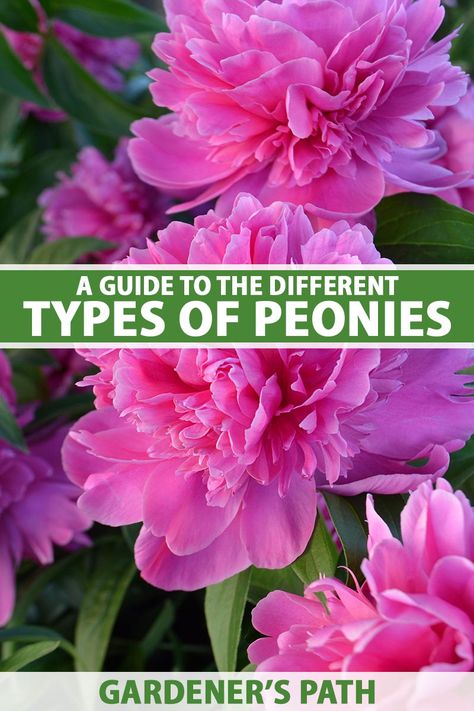 A close up vertical image of bright pink peony flowers growing in the garden pictured on a soft focus background. To the center and bottom of the frame is green and white printed text. Types Of Peony Flowers, Peony Types, Types Of Peonies, Lavender Hedge, Flowering Perennials, Peony Colors, Growing Peonies, Plant Zones, Home Grown Vegetables