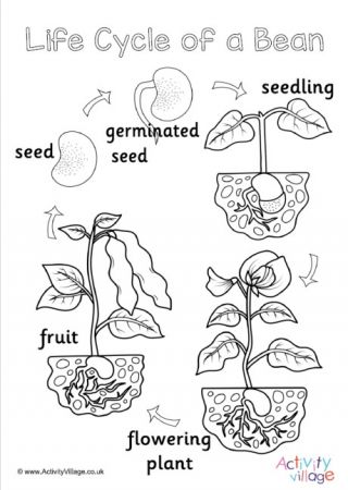 Bean Life Cycle, Plant Coloring Pages, Plant Life Cycle Worksheet, Life Cycles Preschool, Sunflower Life Cycle, Cycle Photo, Plants Worksheets, Activity Village, Life Cycles Activities