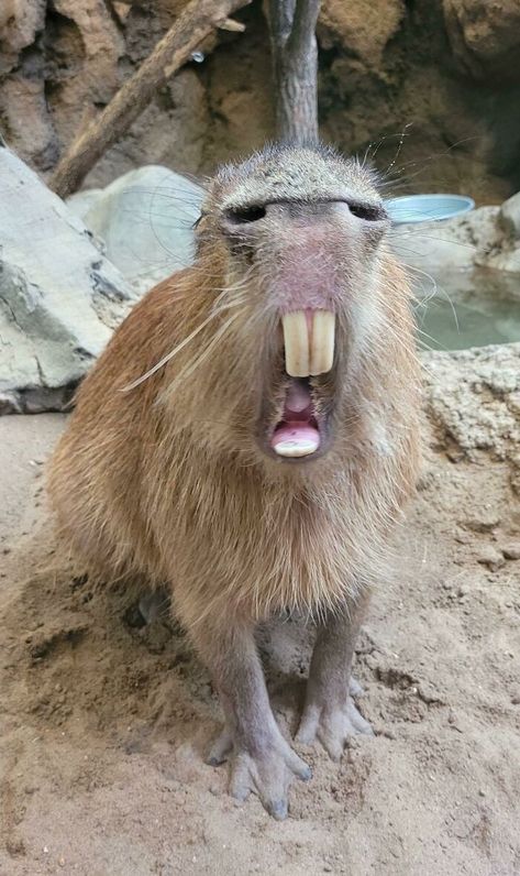 Capybara Pet, Animal Noses, Tattoo Nature, Animals Tattoo, Animal Halloween Costumes, Animal Sketches, Cute Birds, Animal Tshirt, Animal Wallpaper