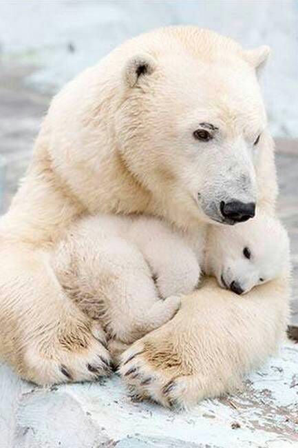 Photo Ours, Polar Bear Images, Bear Archery, Baby Polar Bears, Cute Polar Bear, Bear Pictures, Baby Panda, Bear Art, Cute Wild Animals