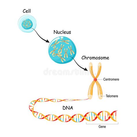 From Gene to DNA and Chromosome in cell structure. genome sequence. Telomere in #Sponsored , #Ad, #Advertisement, #DNA, #cell, #sequence, #Chromosome Chromosome Structure, Cell And Molecular Biology, Dna And Genes, Y Chromosome, Biology Diagrams, About Chemistry, Dna Molecule, Genetic Variation, Dna Sequence