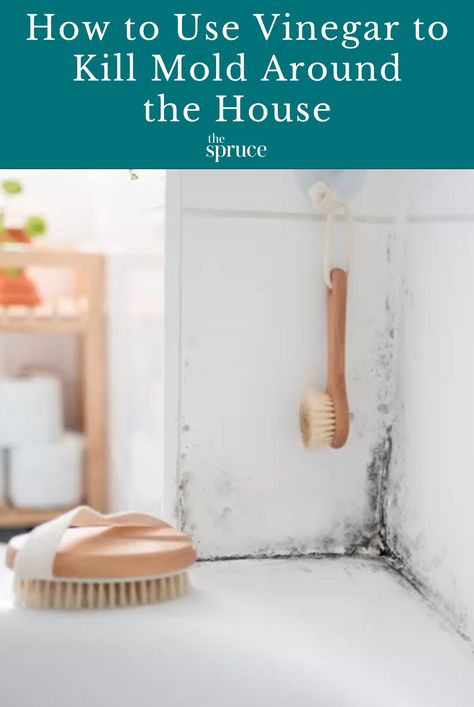 Distilled white vinegar or cleaning vinegar can be used to kill small colonies of mold in your home. Learn how to use vinegar safely to kill mold. #naturalcleaningrecipes #vinegarcleaning #cleanhouse #cleaningguide #cleaninghacks #cleaningtips #stepbystepcleaning #thespruce Kill Mold In Bathroom, Mold In Shower How To Get Rid Of, Natural Mold Killer, Getting Rid Of Mold, How To Remove Mold From Shower Caulking, How To Remove Shower Mold, Remove Mold From Walls, Cleaning Shower Mold, Kill Black Mold