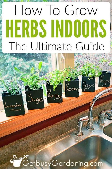 Sunlight Room, Grow Herbs Indoors, How To Grow Herbs, Growing Herbs Indoors, Herb Plants, Grow Herbs, Herb Garden In Kitchen, Diy Herb Garden, Indoor Herb