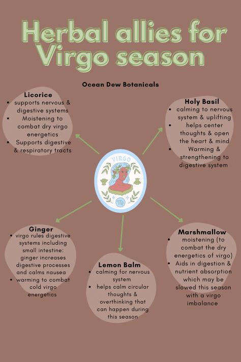 Herbs for virgo season, ginger, marshmallow, lemon balm, licorice, holy basil Herbs For Virgo, Herbs Of Virgo, Virgo Herbs, Body Care Business, Herbal Energetics Chart, Herbal Knowledge, Green Witchery, Virgo Emotions, Herbal Astrology Oracle