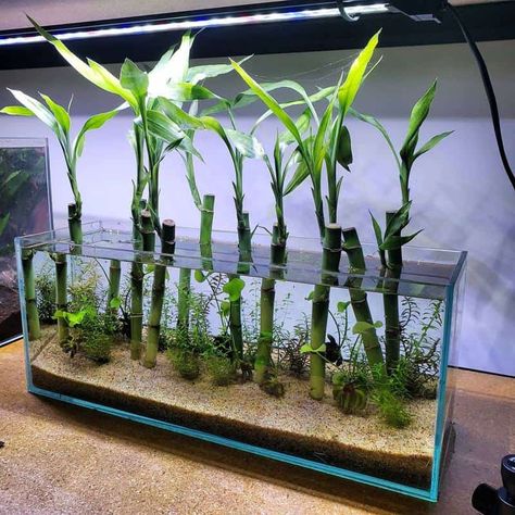 Benefits of Lucky Bamboo to Your Fish Tank Bamboo Beta Fish Tank, Lucky Bamboo Aquascape, Fish Tank Plants Ideas, Lucky Bamboo Aquarium, Water Grass Fish Tank, Bamboo Terrarium, Bamboo Aquarium, Plants In Fish Tank, Terrarium Ideas Unique