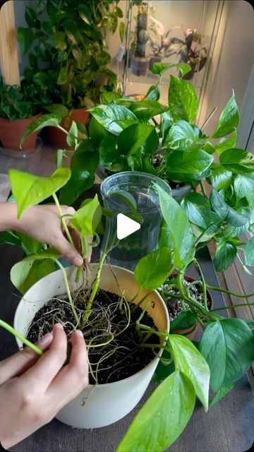 Indoor Pothos Plants, Golden Pathos, Propagate Pothos, Pathos Plant, Pothos In Water, Pothos Plant Care, Water Propagation, Plant In Glass, Plant Care Houseplant