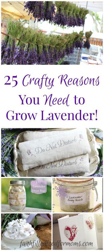 Grow Lavender, Lavender Uses, Lavender Crafts, Lavender Recipes, Growing Lavender, Lavender Garden, Lavender Plant, Lavender Farm, Have Inspiration