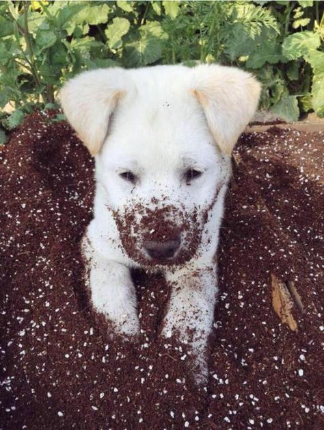 Adorable dirty puppy! (Source: http://ift.tt/1CPLcuq) Creepy Animals, Wildlife Animals, Funny Animal Pictures, 귀여운 동물, Animals Friends, Animals And Pets, Funny Dogs, Animal Pictures, Cute Puppies