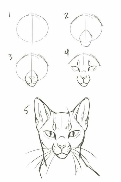 Cat Drawing Tutorial, Cats Art Drawing, Cat Anatomy, Warrior Cat Drawings, Cat Sketch, Warrior Cats Art, Cute Animal Drawings Kawaii, Desenho Tattoo, Learn Art