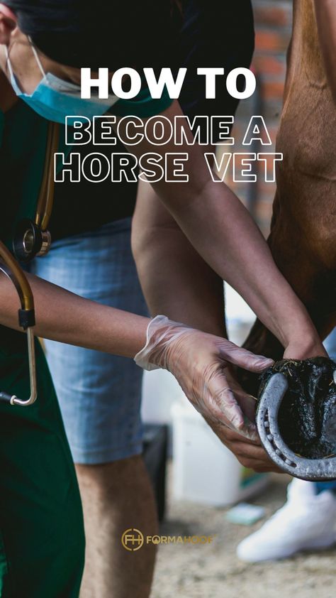 How to become a horse vet Equine Vet Clinic, Horse Veterinarian, Equine Vet Aesthetic, Equine Vet, Horse Vet Notes, Equine Vet Tech, Vet School Motivation, Equine Veterinarian, Pregnant Horse