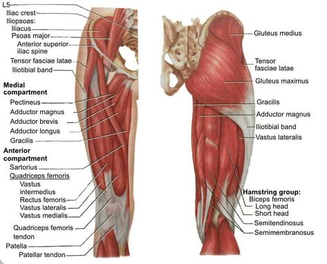 Adductor Magnus Workout, Quadriceps Anatomy, Adductor Longus, Adductor Stretch, Leg Muscles Anatomy, Stretches To Improve Flexibility, Anatomy Muscles, Quadriceps Femoris, Tensor Fasciae Latae