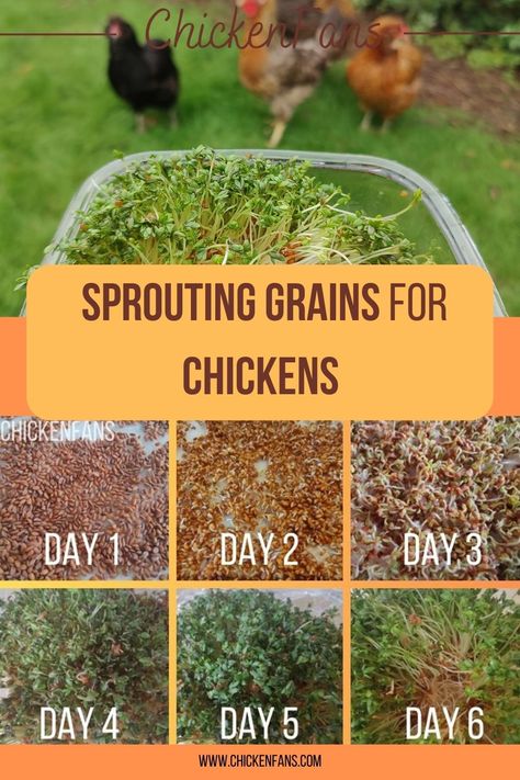 Caring for chickens brings much freedom and flexibility. While prioritizing their safety, health and nutrition, winter season may pose a challenge due to its limited foraging. Here’s where sprouting grains for your flock comes in. Despite seeming complex, it’s quite manageable for smaller flocks and your chickens will love it. Alternative Chicken Feed, Sprouting For Chickens, Fodder System For Chickens, Sprouting Seeds For Chickens, Feed Chickens For Free, Sprouting Grains For Chickens, Sprouting Chicken Feed, Growing Sprouts For Chickens, Foraging Chickens