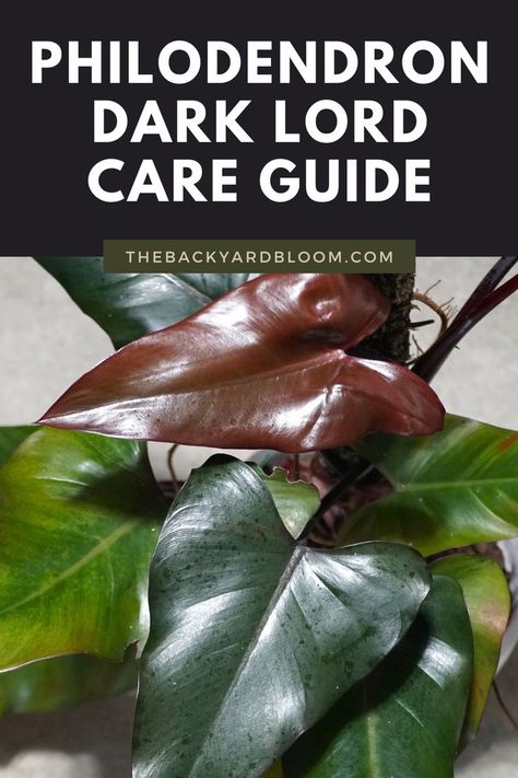 Philodendron Dark Lord Care Guide Dark Lord Philodendron, Royal Philodendron, Types Of Philodendron Plants, Philodendron Dark Lord Plant, Imperial Green Philodendron, Rare Philodendron, Philodendron Care, Plant Obsession, Philodendron Micans Velvet