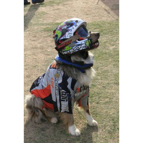 11 Athletic Costumes So Your Dog Can Score Some Major Halloween Points - BarkPost Sporty Dog, Biker Dog, Dirt Bike Gear, Motocross Love, Cool Dirt Bikes, Image Moto, Harley Motorcycle, Cycle Chic, Bike Gear