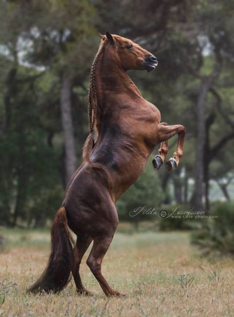 tickled-fancy Lusitano Stallion, Horse Markings, Lusitano Horse, Horse Inspiration, Horse Trainer, Andalusian Horse, Most Beautiful Horses, Most Beautiful Animals, Majestic Horse