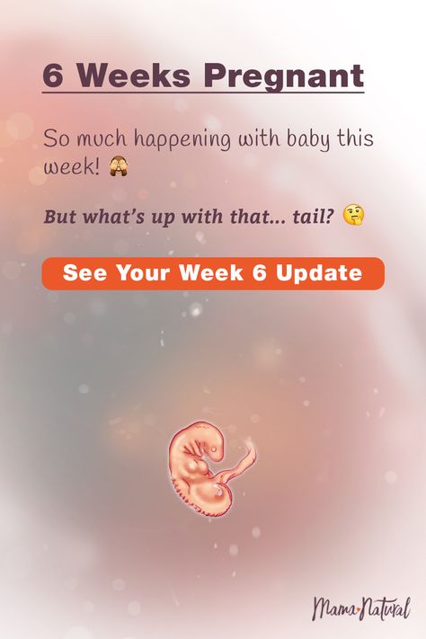 6weeks Pregnant, 6 Weeks Pregnant Symptoms, Seven Weeks Pregnant, 6 Weeks Pregnant, 5 Weeks Pregnant, Pregnant Life, Missed Period, Timeline Images, Baby Development Activities