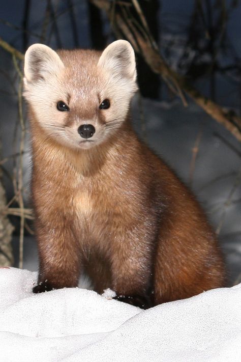 Marten Animal, Sable Animal, Canada Animals, Predatory Animals, Pine Martens, Animal Poses, Adorable Baby Animals, Pine Marten, Algonquin Park