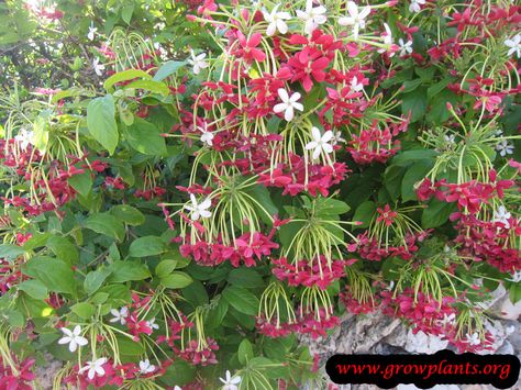 Flowering Creepers, Rangoon Creeper, Creepers Plants, Landscape Architecture Plan, Orchid Photography, Outside Plants, Canvas Art Decor, Grow Plants, Charming Garden