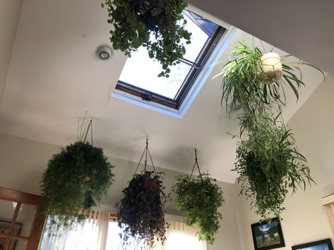 Skylight Plants, Plants Hanging, Hanging Gardens, Fine Gardening, Architecture Model Making, Plant Painting, Garden Photos, Hanging Garden, Pretty Plants