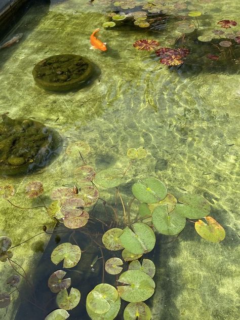 New York Life Aesthetic, Green Pond, Getty Villa, Koi Fish Pond, Scenery Photography, Fish Pond, Fish Painting, Ocean Creatures, Autumn Aesthetic