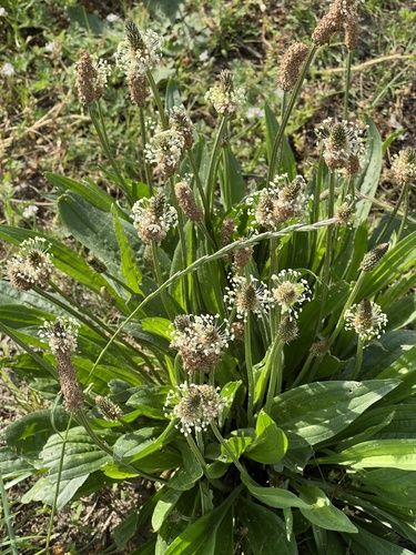 ribwort plantain (Plantago lanceolata) Ribwort Plantain, Plantago Lanceolata, Wild Crafting, Herbal Apothecary, Photo C, Common Names, The Common, Apothecary, Planting Flowers