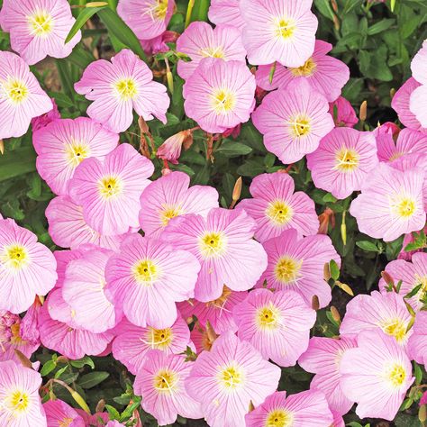 Primrose Aesthetic, Evening Primrose Flower, Primrose Plant, Shade Flowers, Moon Garden, Evening Primrose, Pink Lady, Fragrant Flowers, Bright Flowers