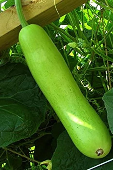 Benefits of eating Bottle Opo Squash, Calabash Gourd, Bottle Gourd, Asian Vegetables, Caicos Islands, Turks And Caicos, Pitcairn Islands, Indian Ocean, Garden Seeds