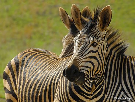 Hartmann's mountain zebra Zebra Delguard, Zebra Profile, Zebra Photography, Mountain Zebra, Plains Zebra, Types Of Animals, Animal Species, Zebras, South Africa