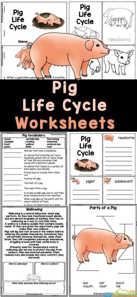 Do you live on a farm or have you been to visit one?  Pigs are such fascinating creatures and are extremely useful to humans. Learn about pig life cycle, then you will love these fun and free pig worksheets. Simply print these pig printables to read and learn about life cycles for kids with first grade, 2nd grade, 3rd grade, 4th grade, 5th grade, and 6th grade students. Use these for a farm theme, life cycles theme, extra seat work, summer learning, and more! Animal Life Cycles 2nd Grade, Pig Science Preschool, Farm Curriculum, Animals On A Farm, Farm Science, Worksheets For Elementary Students, Fish Life Cycle, Plant Life Cycle Worksheet, Farm Week