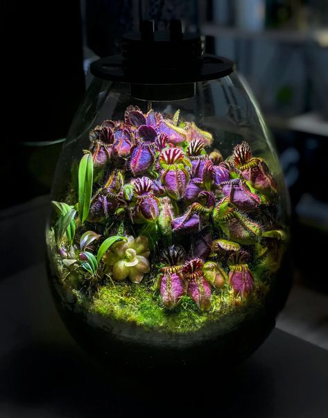 Pitcher Plant Terrarium, Vivarium Plants, Carnivorous Plants Terrarium, Tropical Terrariums, Build A Terrarium, Plants Terrarium, Ficus Pumila, Bog Garden, Miniature Orchids