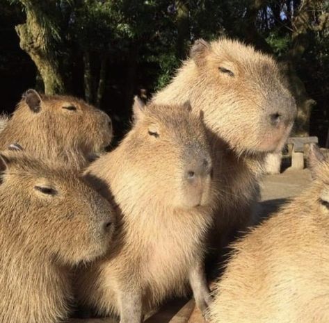 Capybara Pictures, Capybara Pet, Exotic Pet, Animal Icon, Cute Pets, Newport News, Something Big, Rodents, Animal Planet