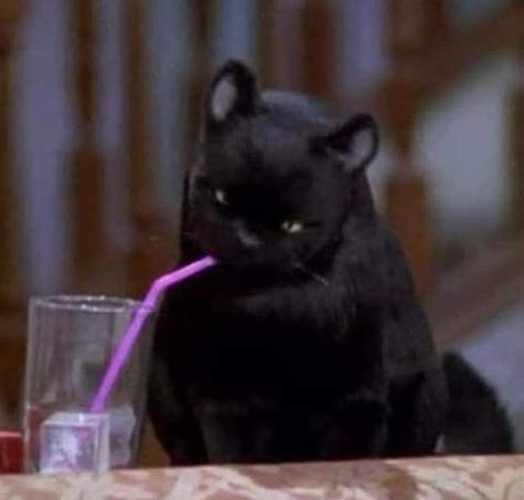 Sabrina Cat, Salem Saberhagen, Salem Cat, Gatos Cool, Sabrina Witch, Series Quotes, Fall Mood Board, Sabrina Spellman, Cat Character