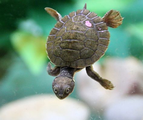 Turtle Species, River Turtle, Turtle Hatching, Snapping Turtle, The Turtles, Tiny Turtle, Cute Turtles, South Wales, New South Wales