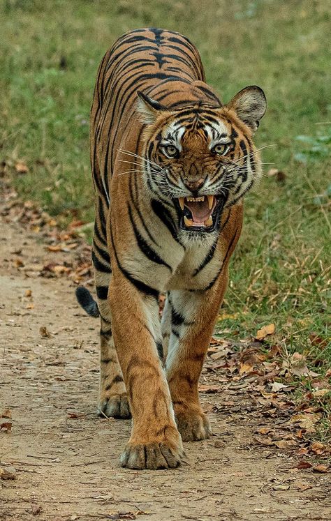 National Geographic | Tigress from kabini forest (Karnataka, India) National Animal, Wild Animals, National Geographic, Animals Wild, Forest, India, Animals